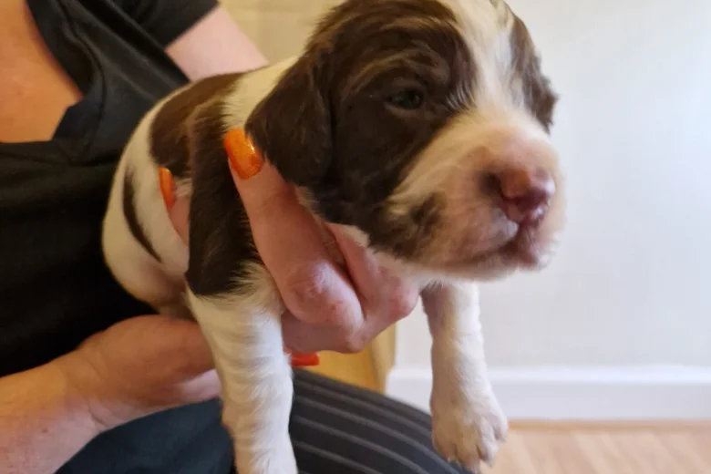 Sprocker Spaniel
