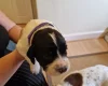 Sprocker Spaniel
