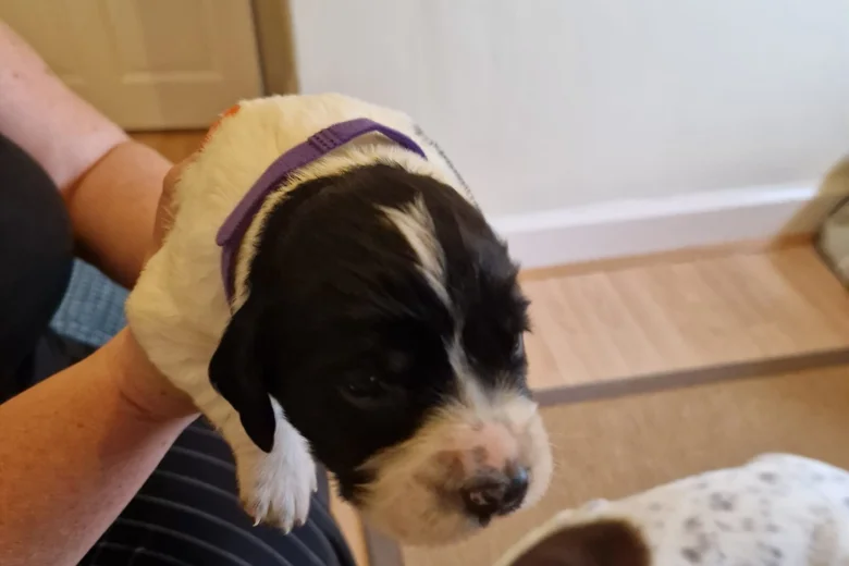 Sprocker Spaniel