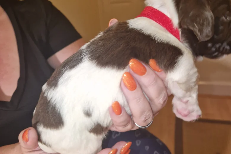 Sprocker Spaniel
