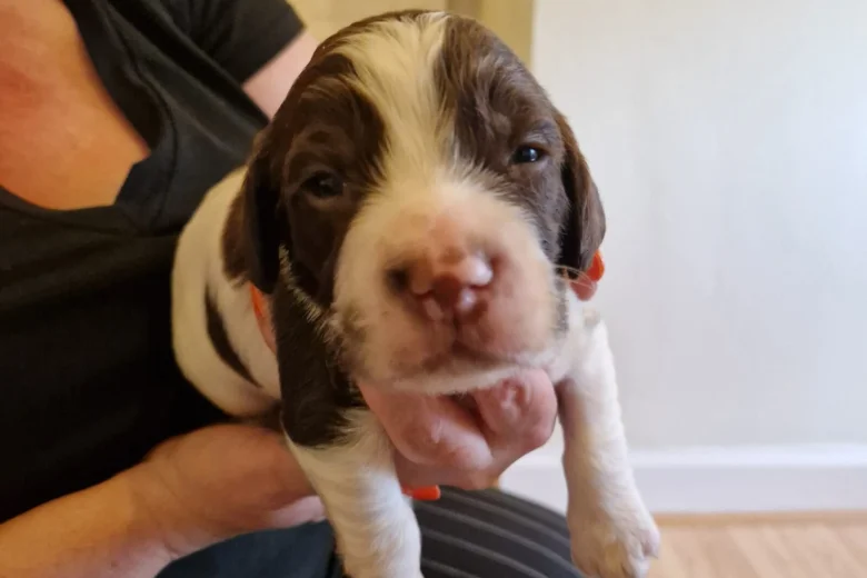 Sprocker Spaniel
