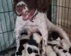 Sprocker Spaniel