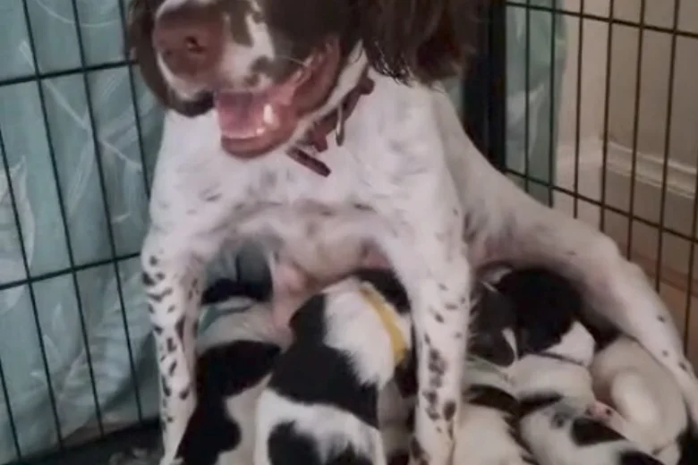 Sprocker Spaniel