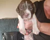 Sprocker Spaniel