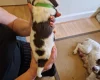 Sprocker Spaniel