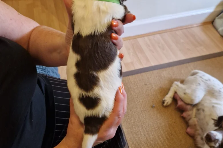 Sprocker Spaniel