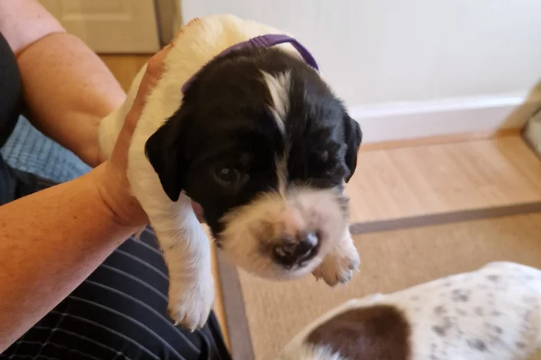 Sprocker Spaniel