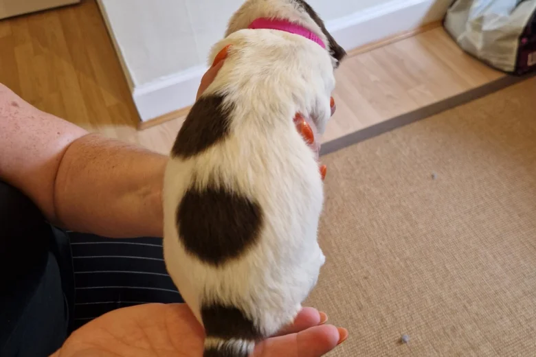 Sprocker Spaniel