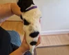 Sprocker Spaniel