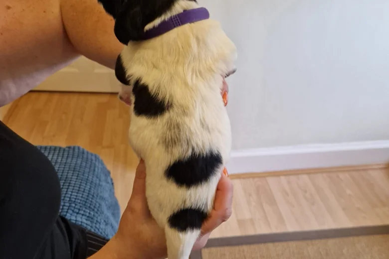 Sprocker Spaniel