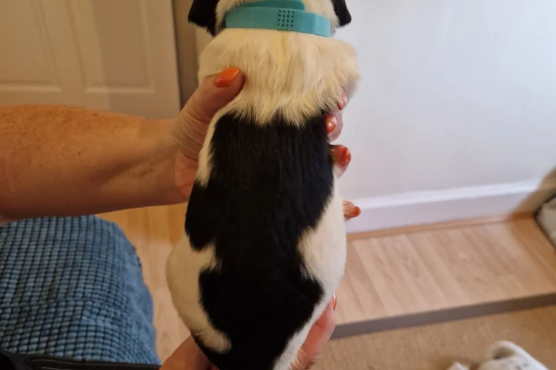 Sprocker Spaniel