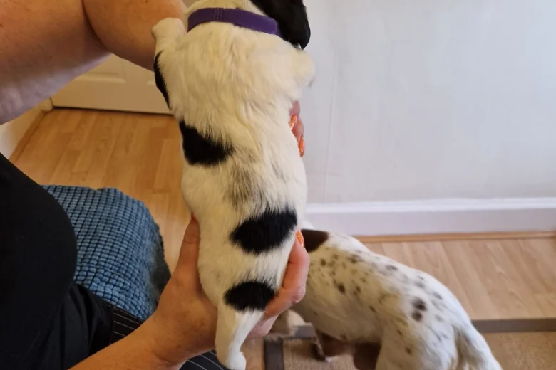 Sprocker Spaniel