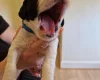 Sprocker Spaniel