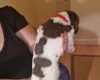 Sprocker Spaniel