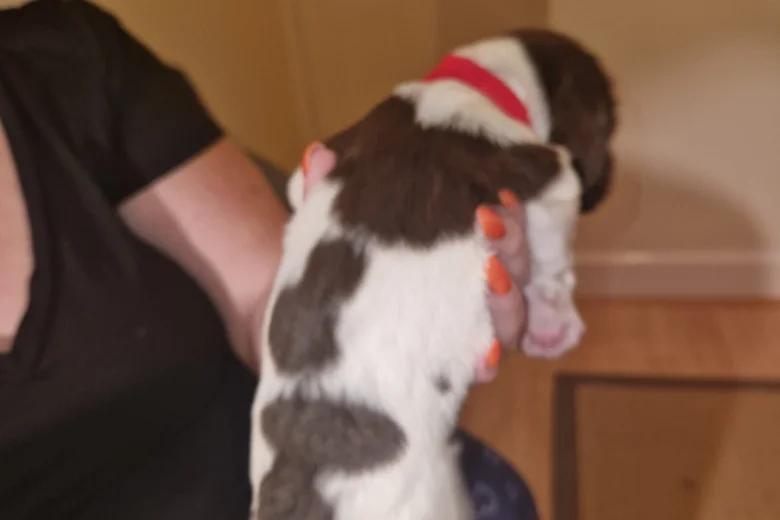 Sprocker Spaniel