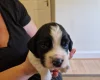 Sprocker Spaniel