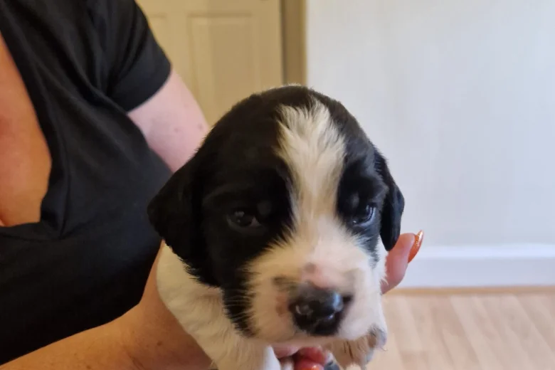 Sprocker Spaniel