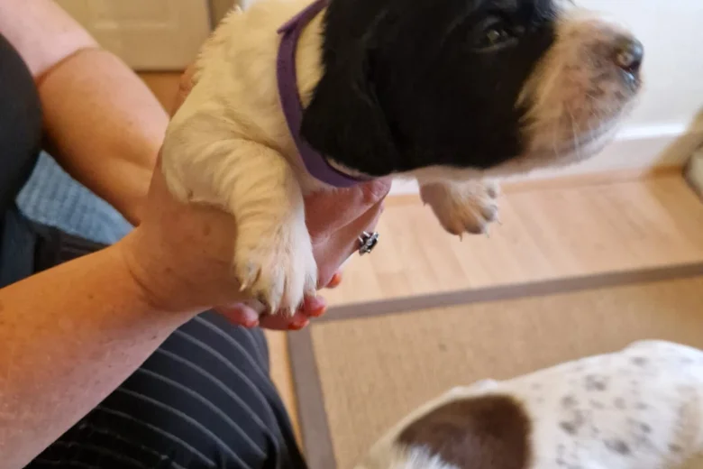 Sprocker Spaniel