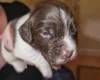 Sprocker Spaniel