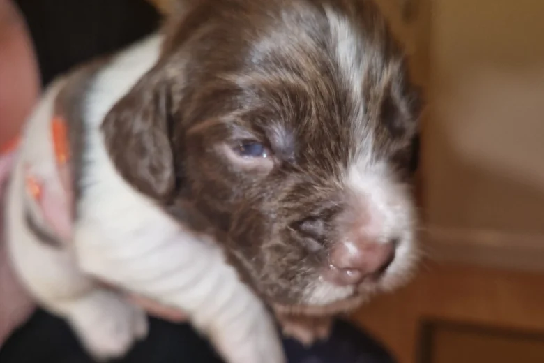 Sprocker Spaniel