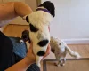Sprocker Spaniel