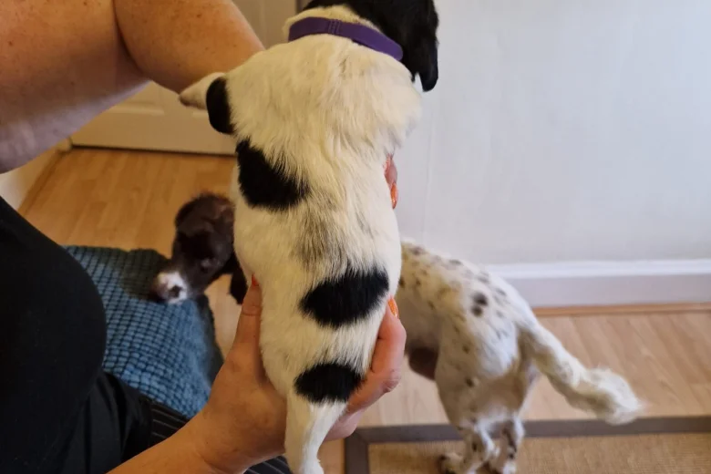 Sprocker Spaniel