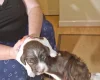 Sprocker Spaniel
