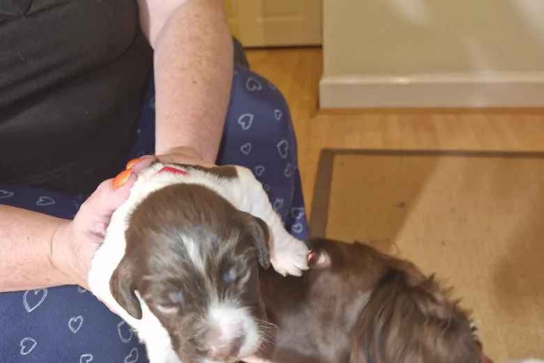 Sprocker Spaniel