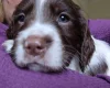 Sprocker Spaniel