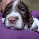 Sprocker Spaniel