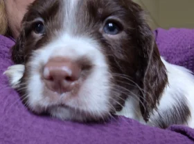 Sprocker Spaniel