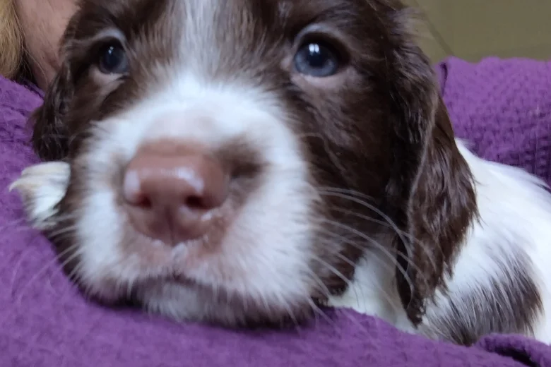 Sprocker Spaniel