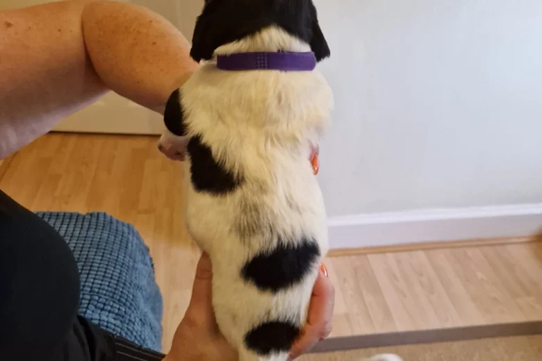Sprocker Spaniel