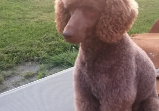 Stud