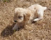 Cockapoo
