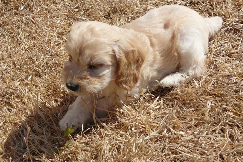 Cockapoo