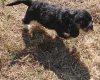 Cockapoo