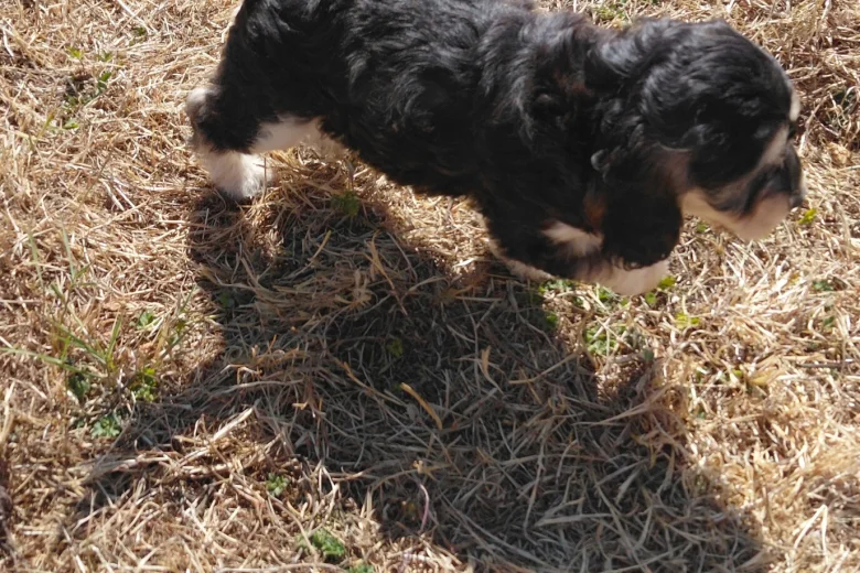 Cockapoo