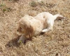 Cockapoo
