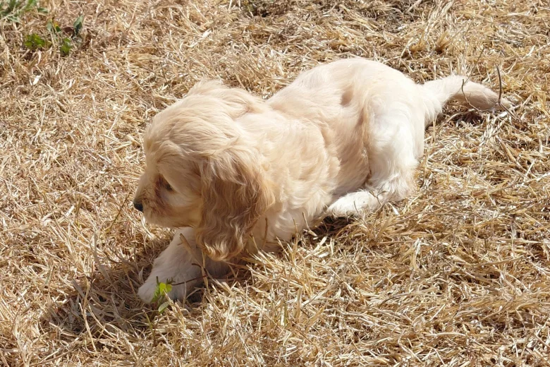 Cockapoo
