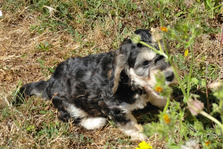 Cockapoo