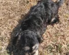 Cockapoo