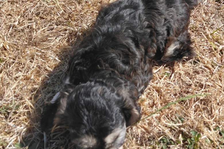 Cockapoo