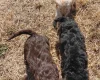 Cockapoo