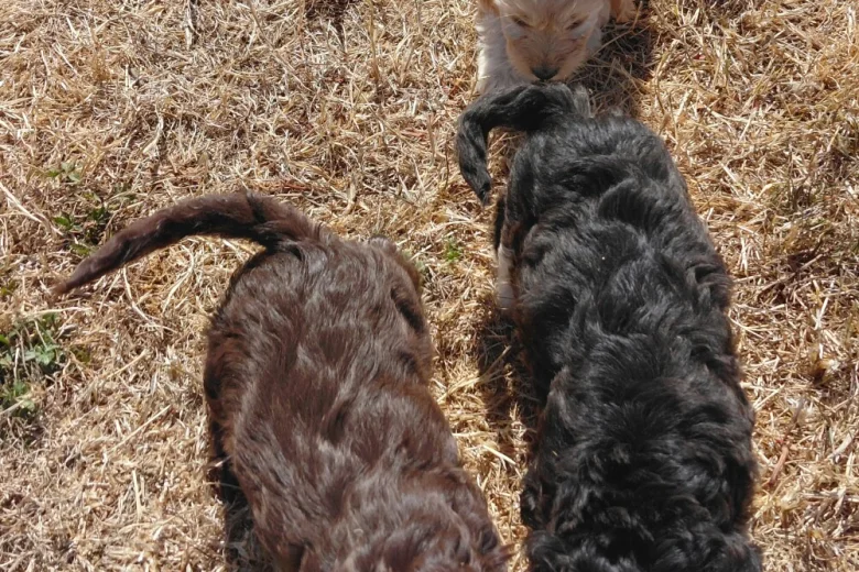 Cockapoo
