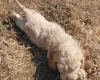 Cockapoo
