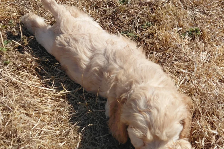 Cockapoo