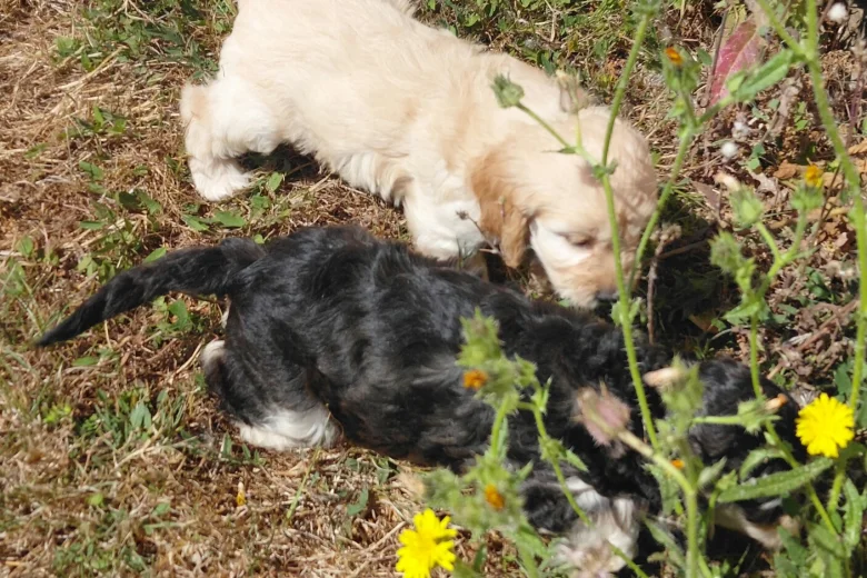 Cockapoo