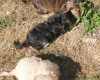 Cockapoo