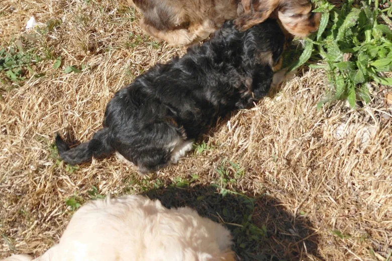 Cockapoo